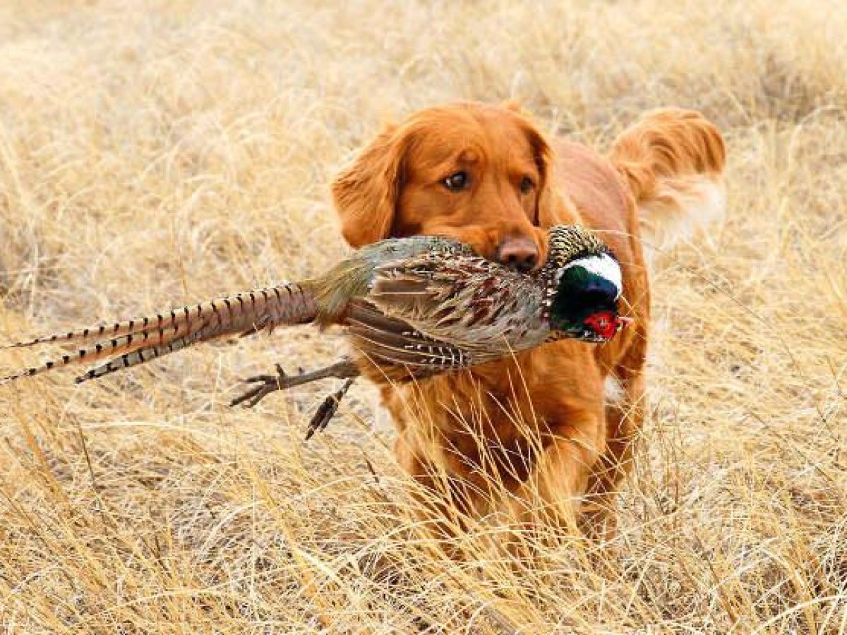Duck Hunting Dog
